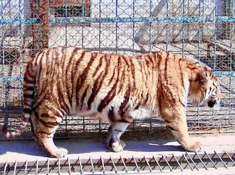 A fat tiger in a cage.