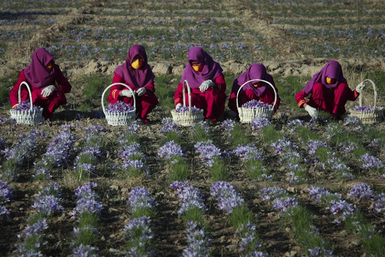 Afghan women harvest saffron.