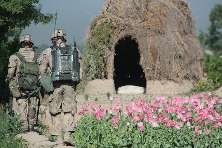 Canadian soldiers walk past a patch of pink poppies.