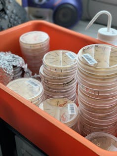 Petri dishes with fungi growing on them