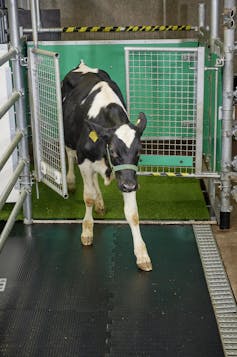 Calf exits through a gate.