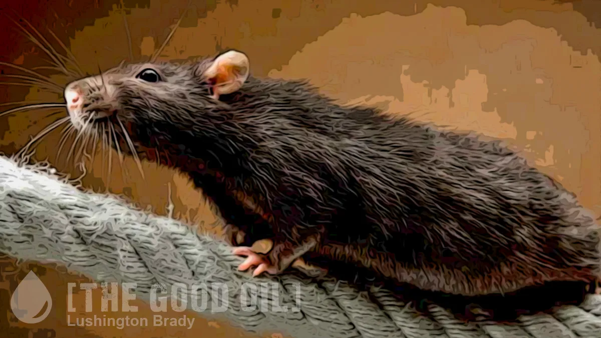 The Rodents Are Scurrying Down the Ratlines