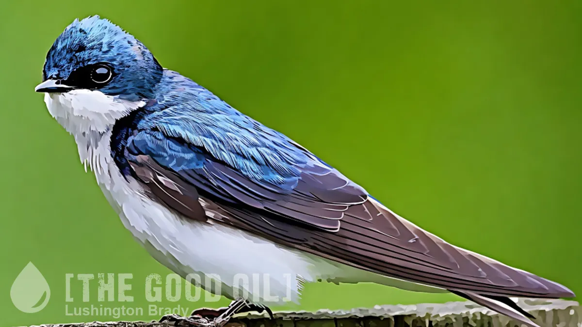 Birds Soaked in ‘Forever Chemicals’ Still Thrive