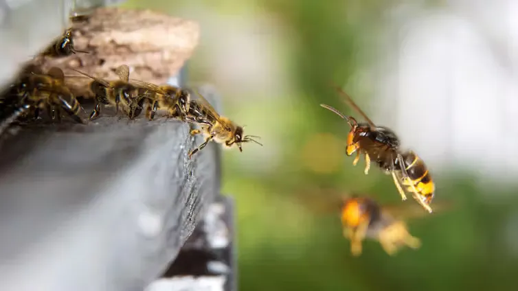 Hornets: We Can Help Stop the Spread