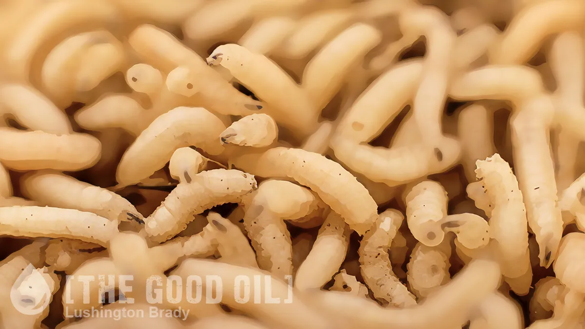 Ew, It’s Raining Maggots!