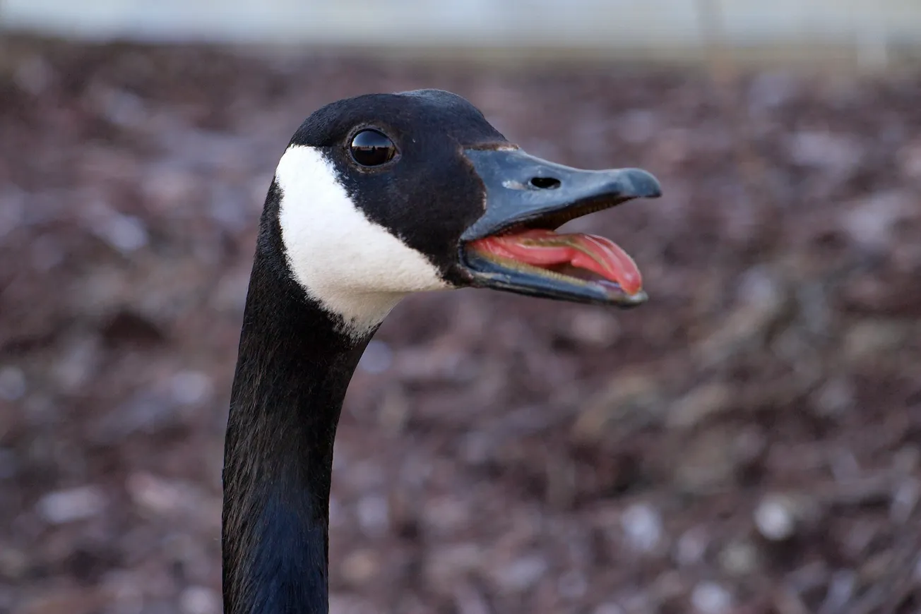 How to Pluck the Goose