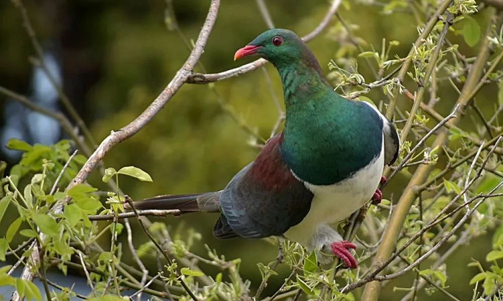 NZ Flora & Fauna Quiz