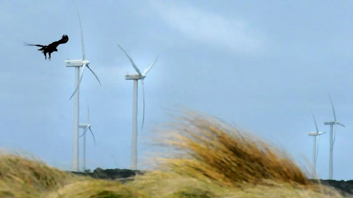 Wind Turbines Chomp Dozens of Rare Eagles