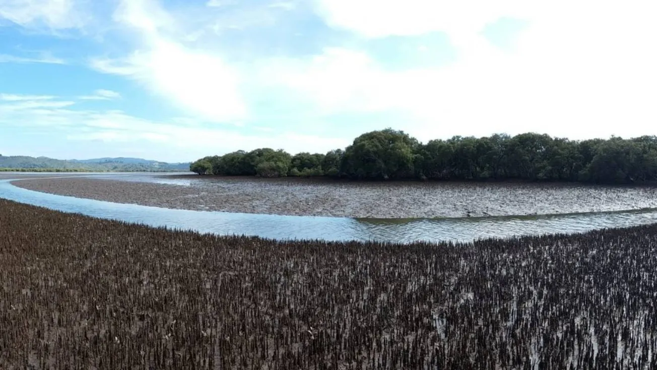 Mangroves and Sea Level Rise