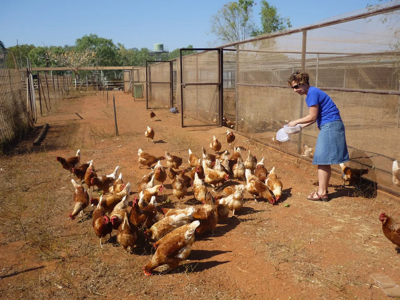 A Benevolent Dictatorship and Chooks