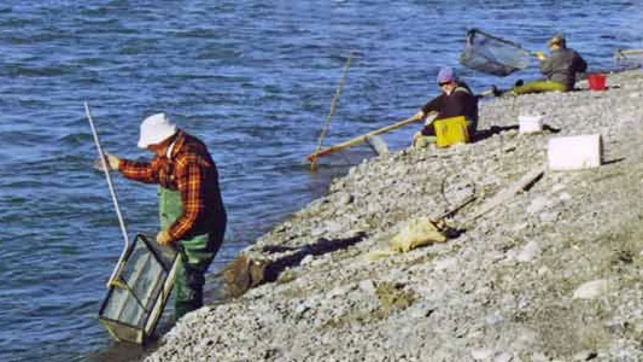 Now They are Coming for Your Whitebait!