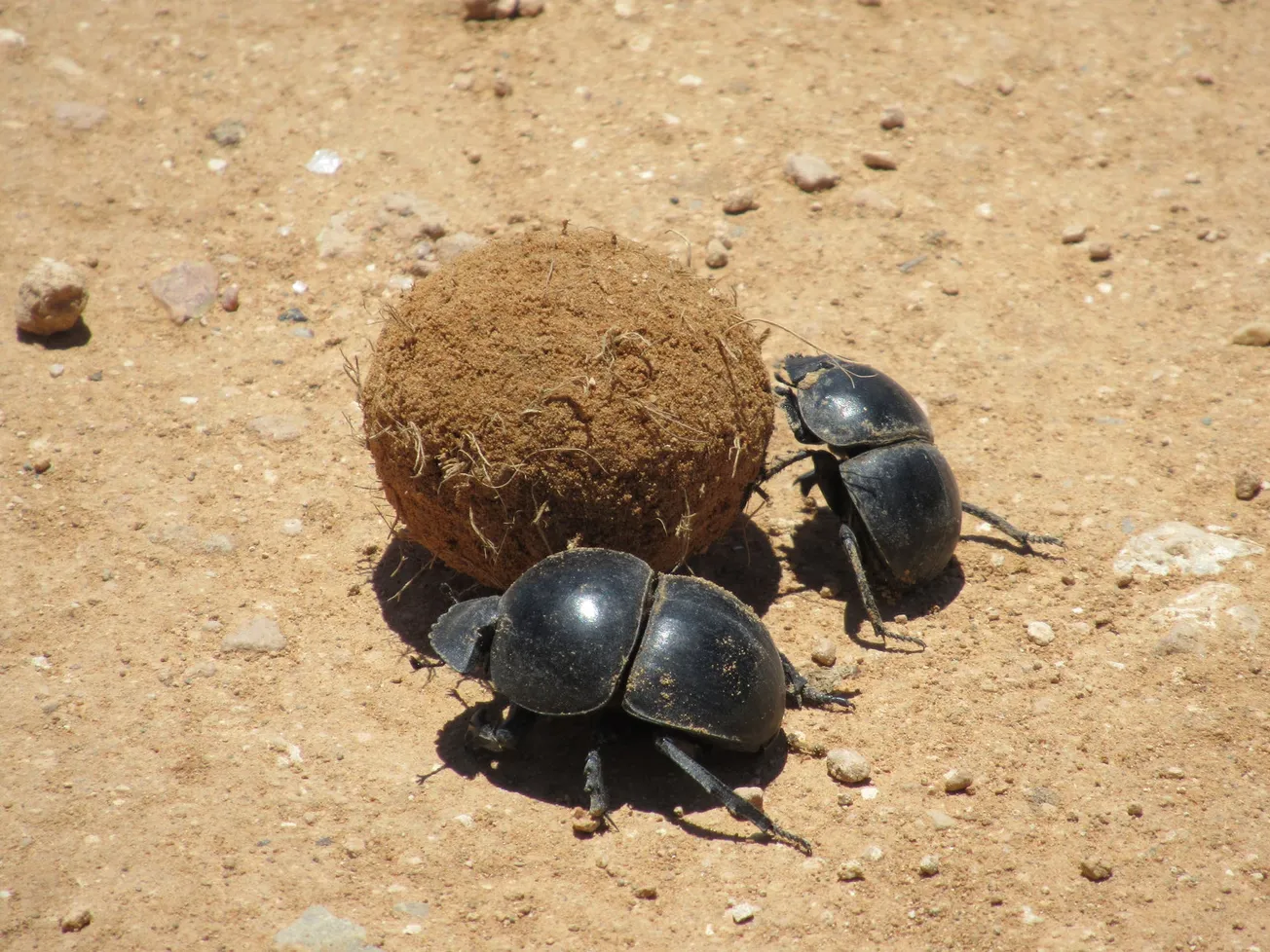 Media Dung-beetles