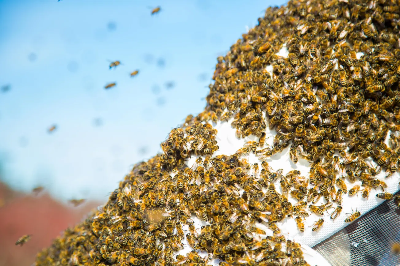 Marama Davidson Has Stirred Up a Hornets Nest