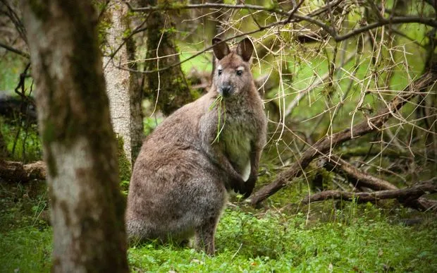 Wallaby Kill Squad Cost $685K per Job