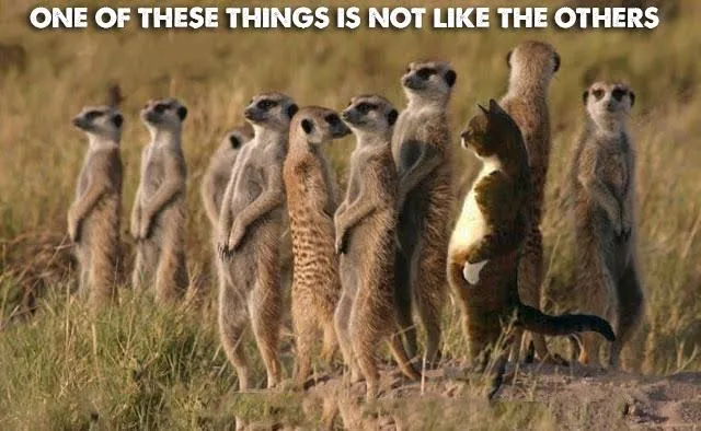 One of these Things Is Not Like the Others