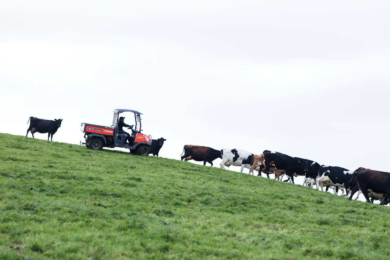 BFD Transcript: The Government’s Hit Job on Dairy Farmers Part Two