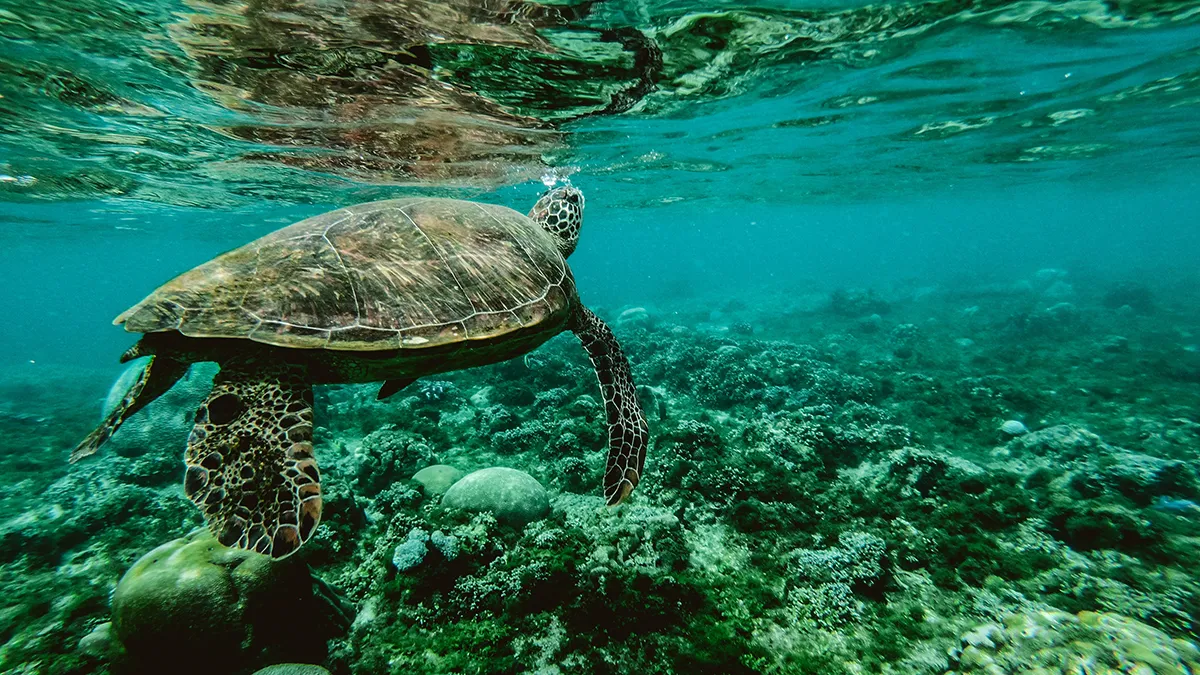 The Great Barrier Reef Isn’t About to Drop Dead