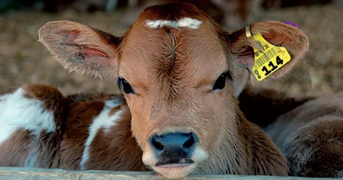 Zero Carbon for Farmers