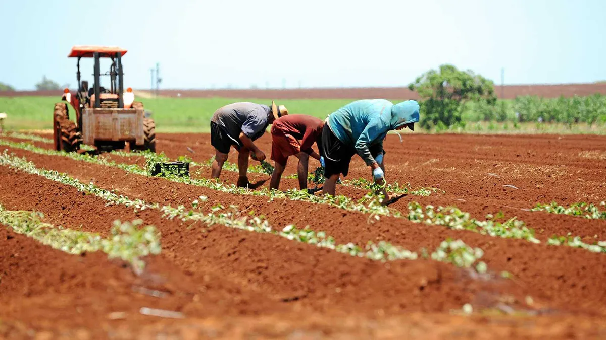 The BFD Transcript: The Problem of Temporary Work Visas