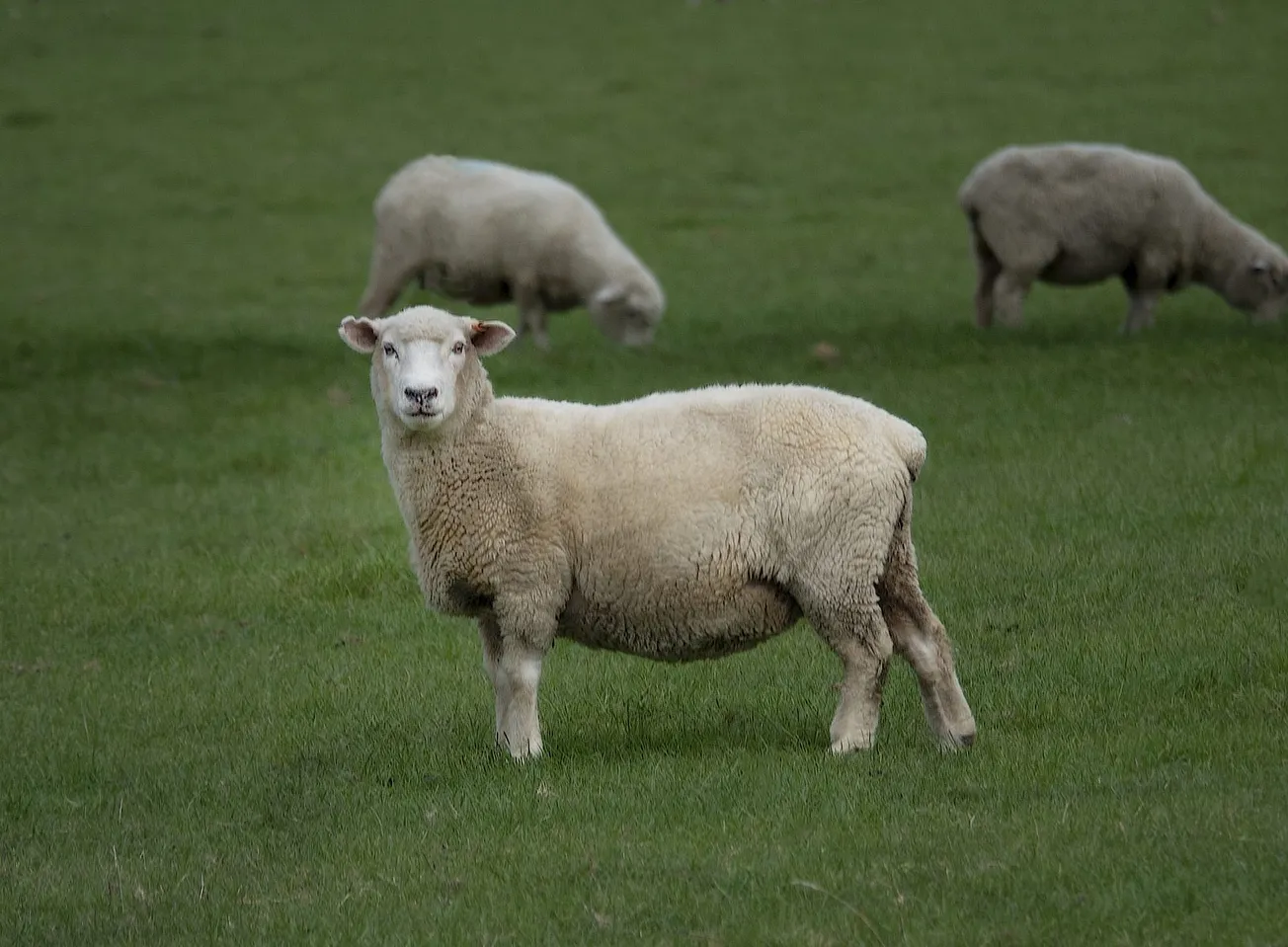 Why a Safer Border System Will Help Rural NZ