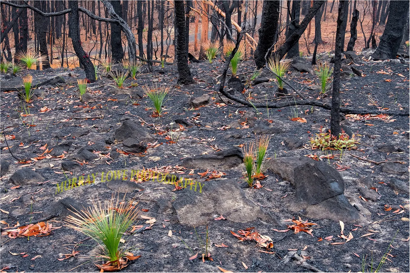 At Last Some GOOD News from the Fires: New Life Springing From the Ashes