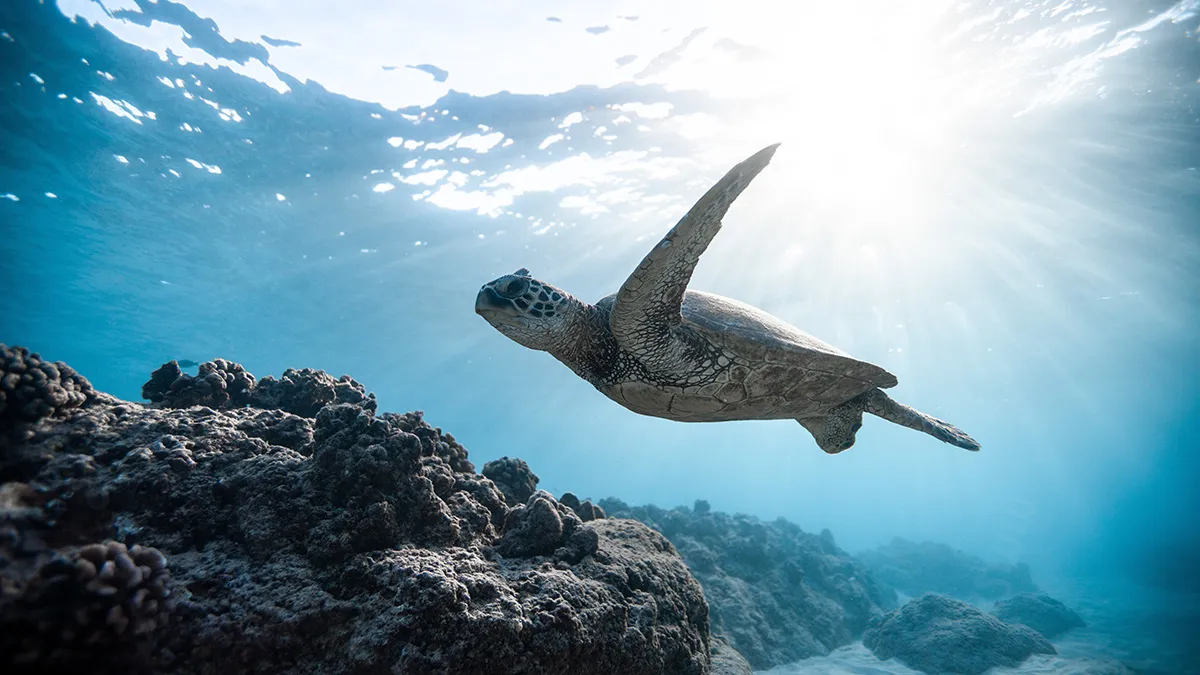 The ‘Death’ of the Great Barrier Reef: Junk Science Strikes Again