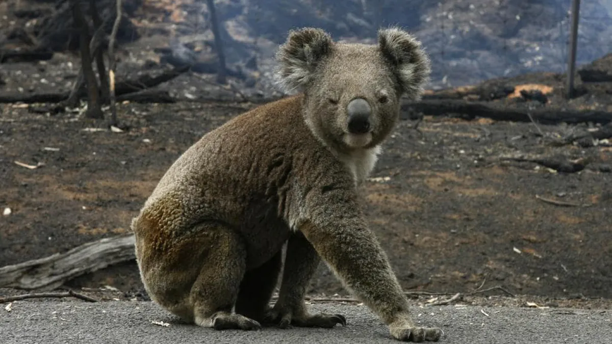 They Tried to Kill the Koala to Save It