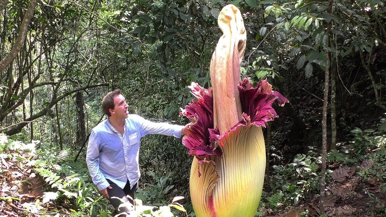 The BFD Nightcap: World’s BIGGEST Flowers!