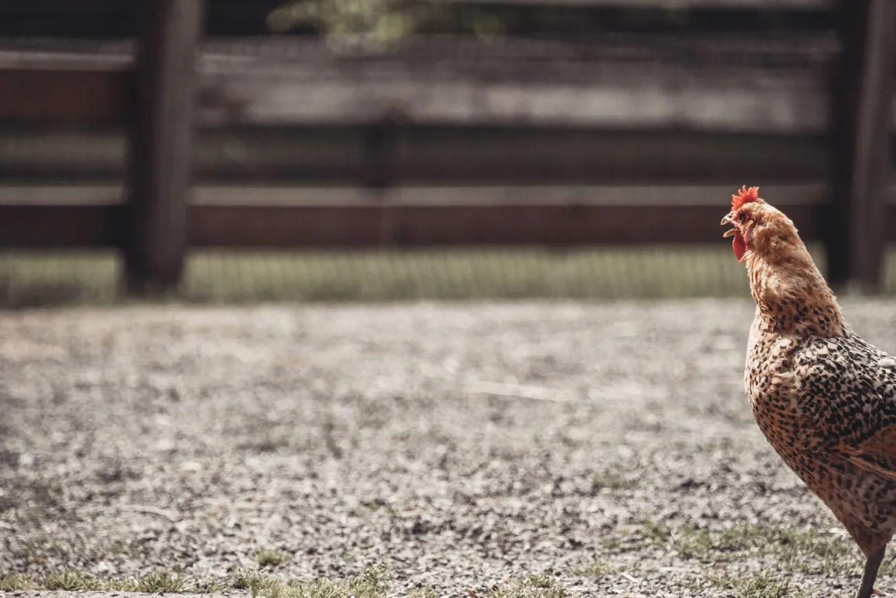 Why Did the Chicken Cross the Road?