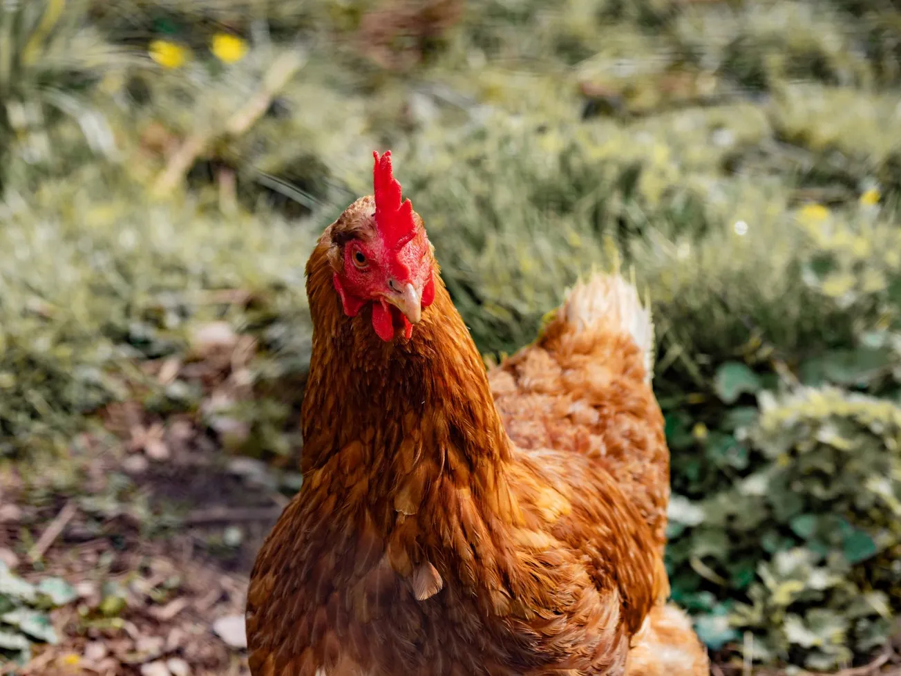 Why Did the Chicken Cross the Road?