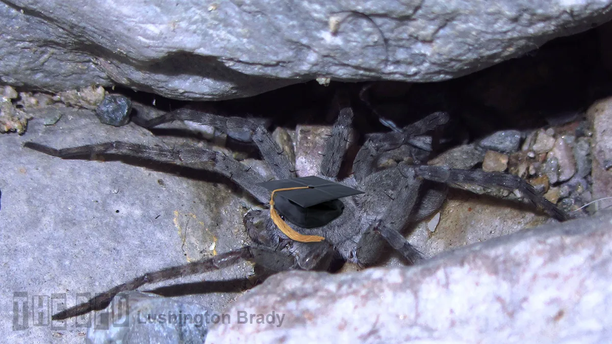 What Twitter Didn’t Want to Stop