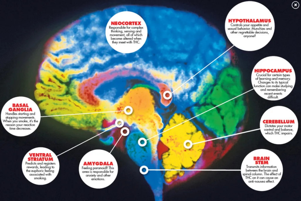 Reason Number Four: Dope Is Addictive & Harmful – It Wrecks Lives