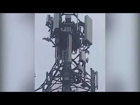 The BFD Video: A Flock of Angry Birds Attack a 5G Tower