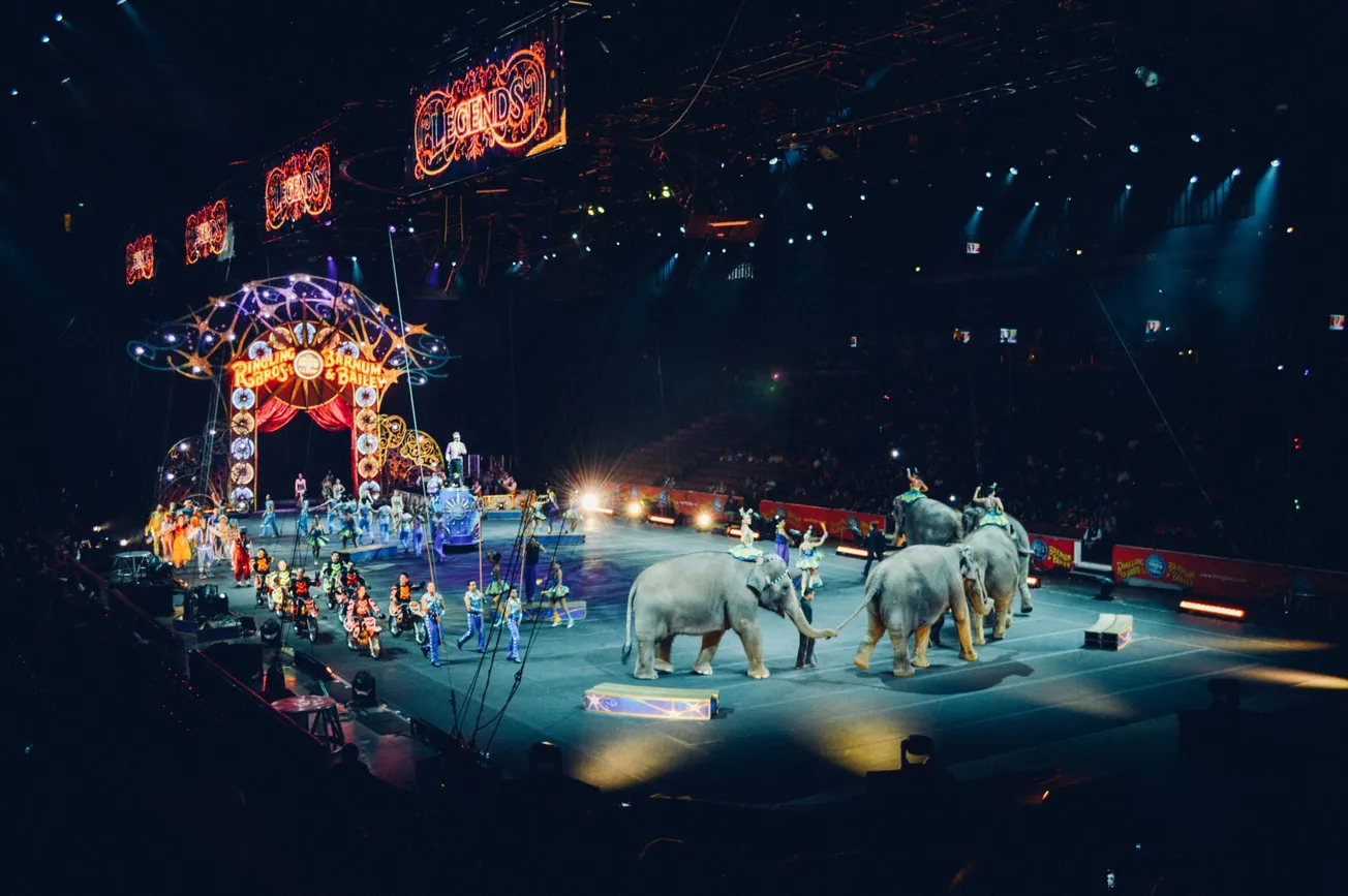 gray elephants performing on circus