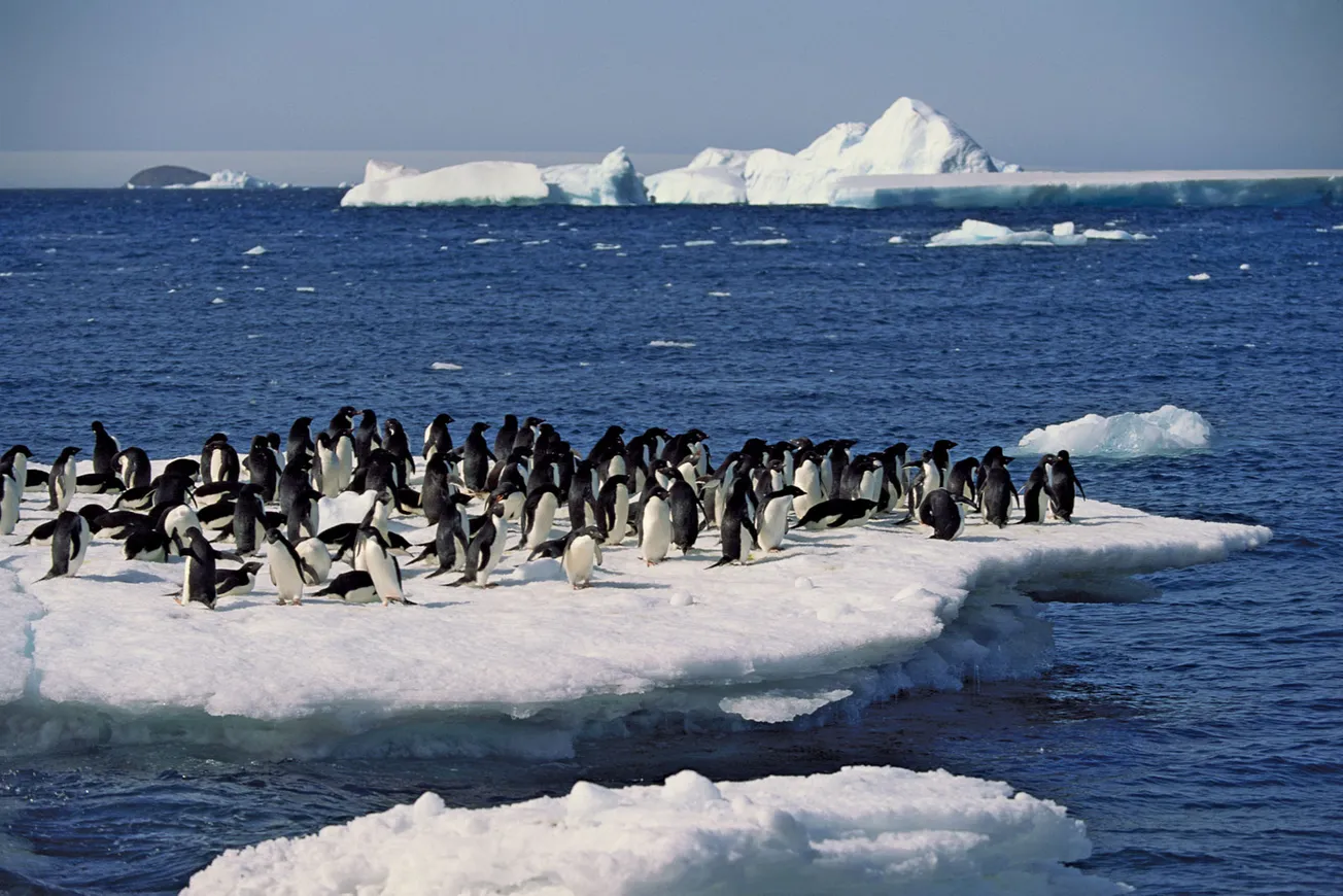 Global Warming Good for Penguins?