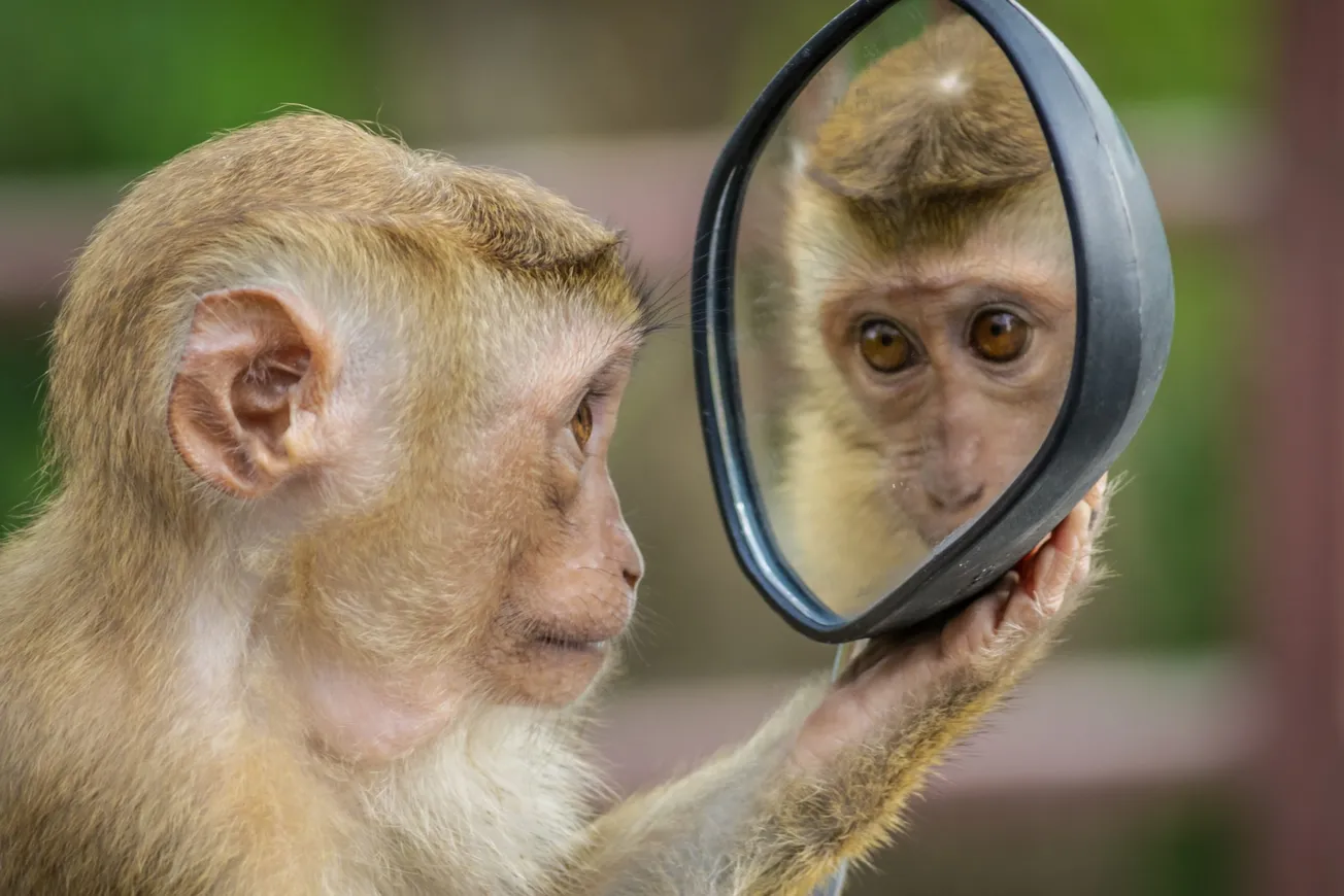 chimpanzee holding mirror