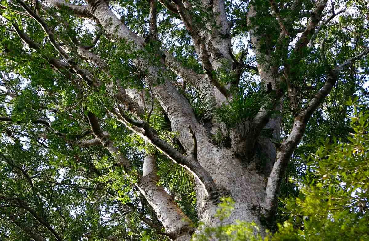 Jacqui Dean – DOC Quietly Puts Iwi Land Consultation on Hold