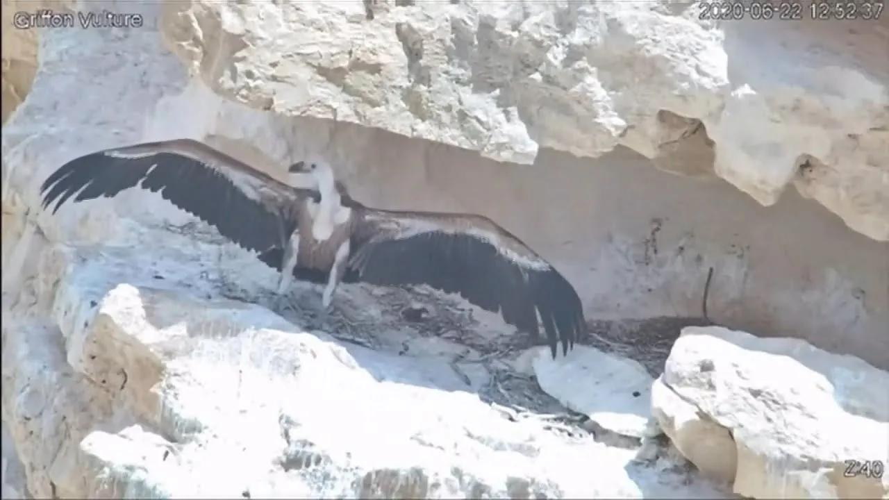 Rare Griffon Vulture Saved With Help From an Israeli Military Drone