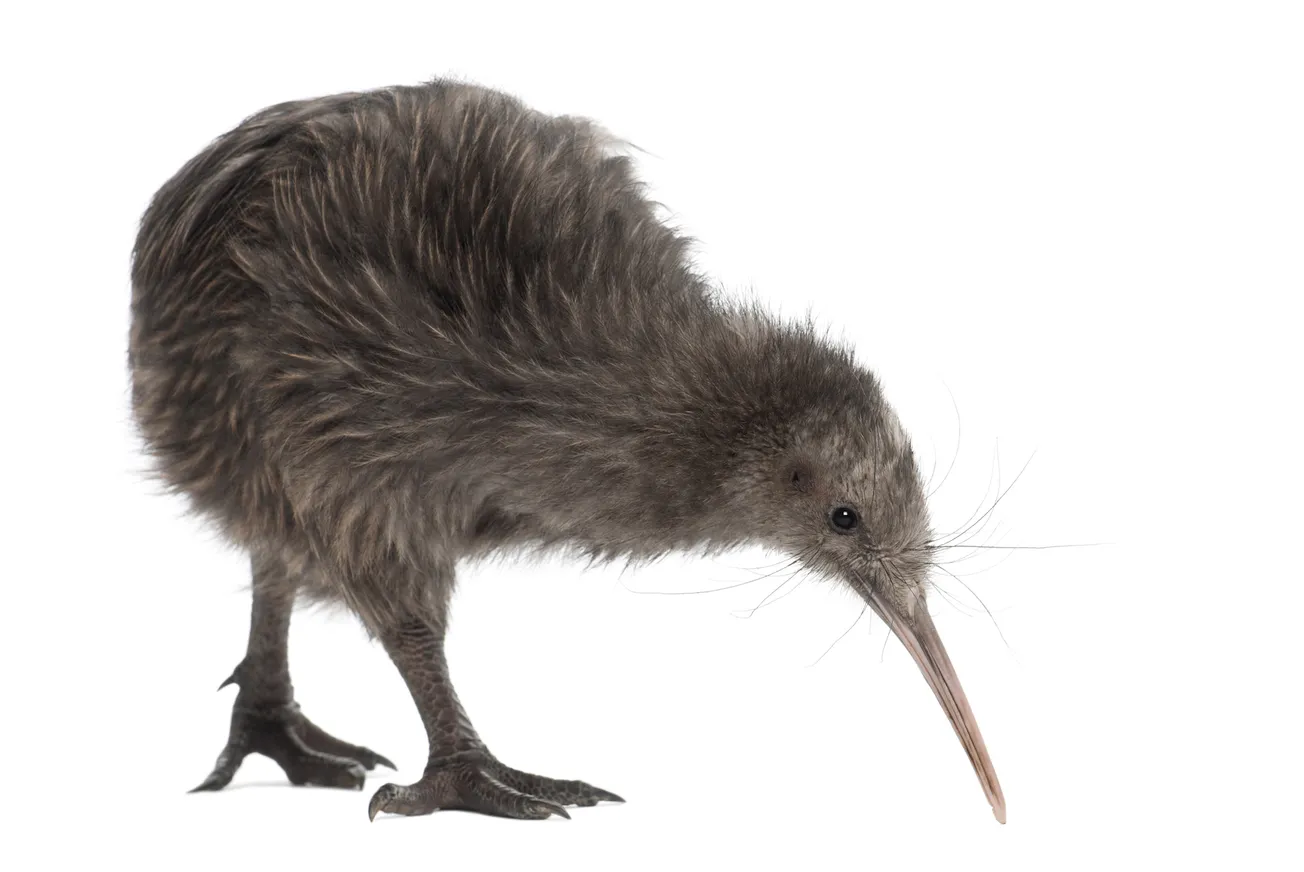 Cascading Fallacies in Climate Risk Assessment