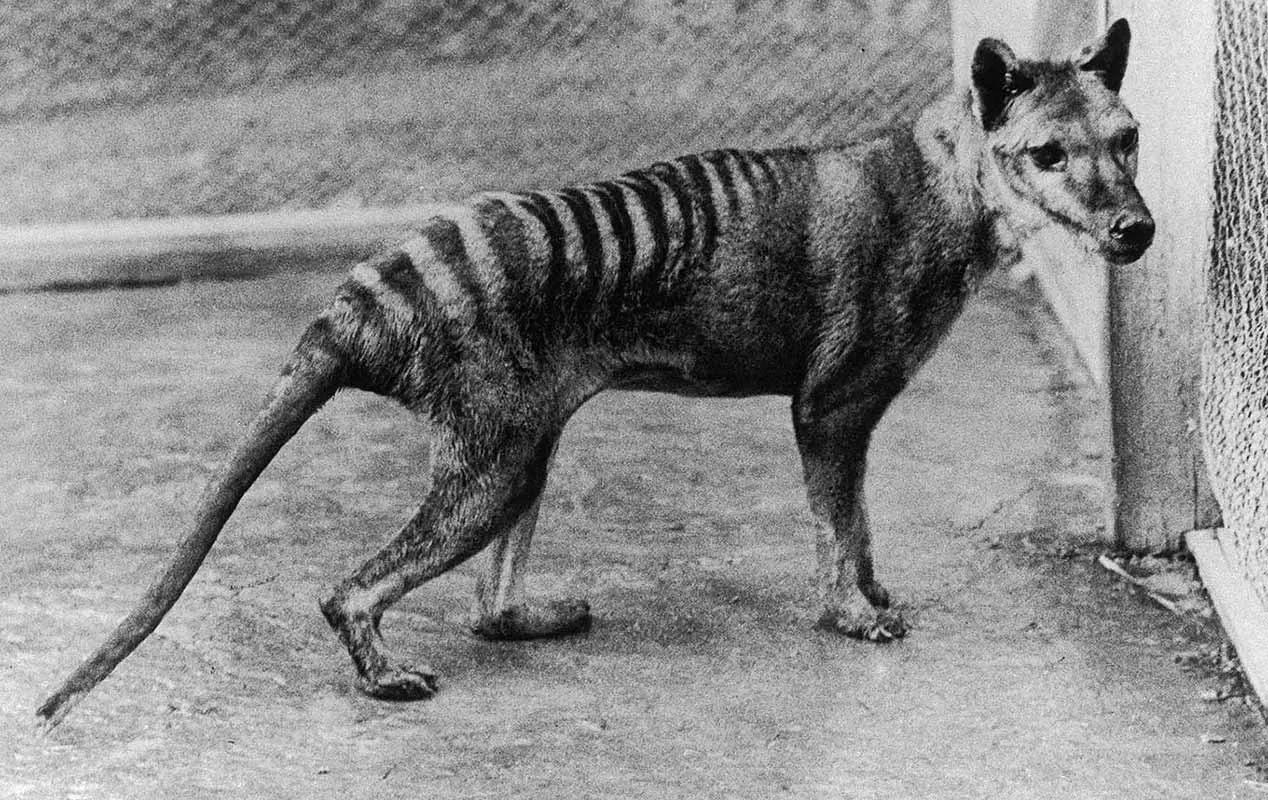 Thylacine Discovery in New Zealand