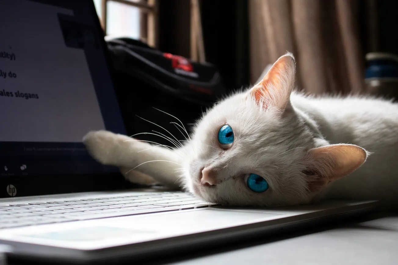 white cat lying on macbook pro