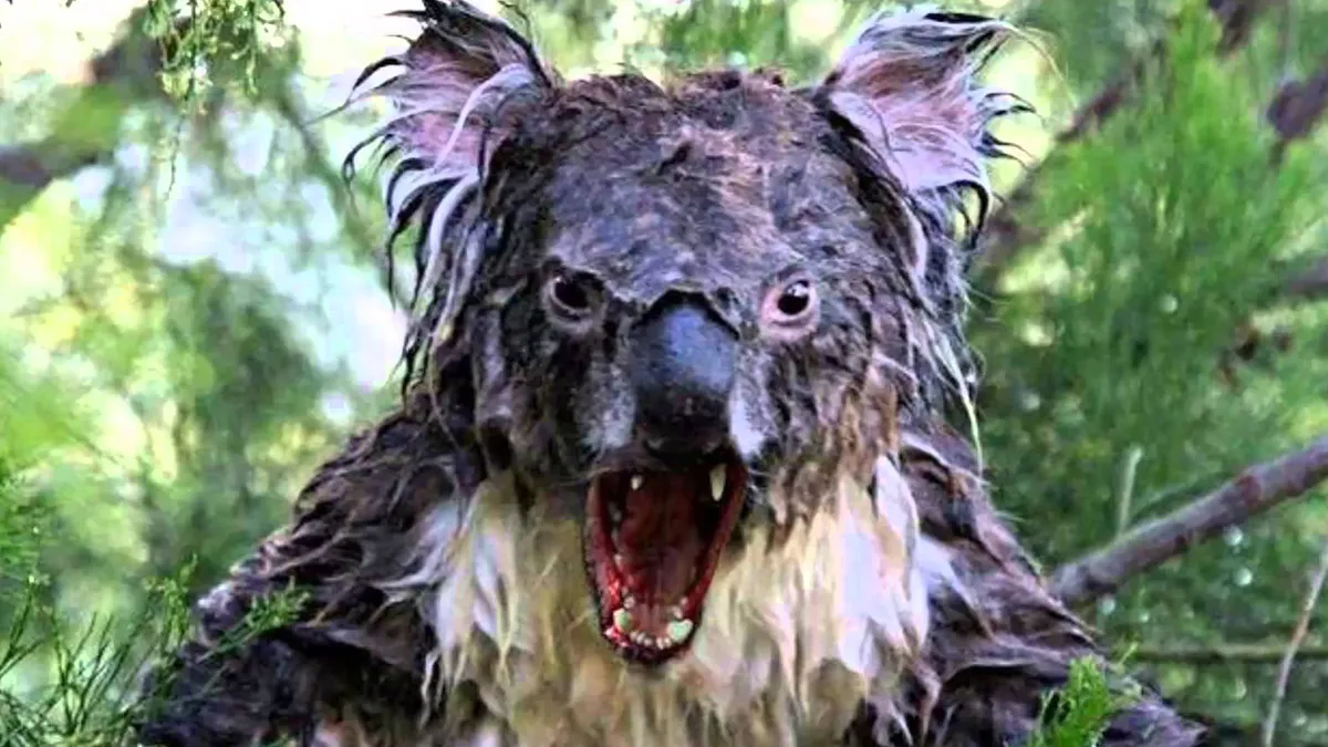 Save Us From the Koala!