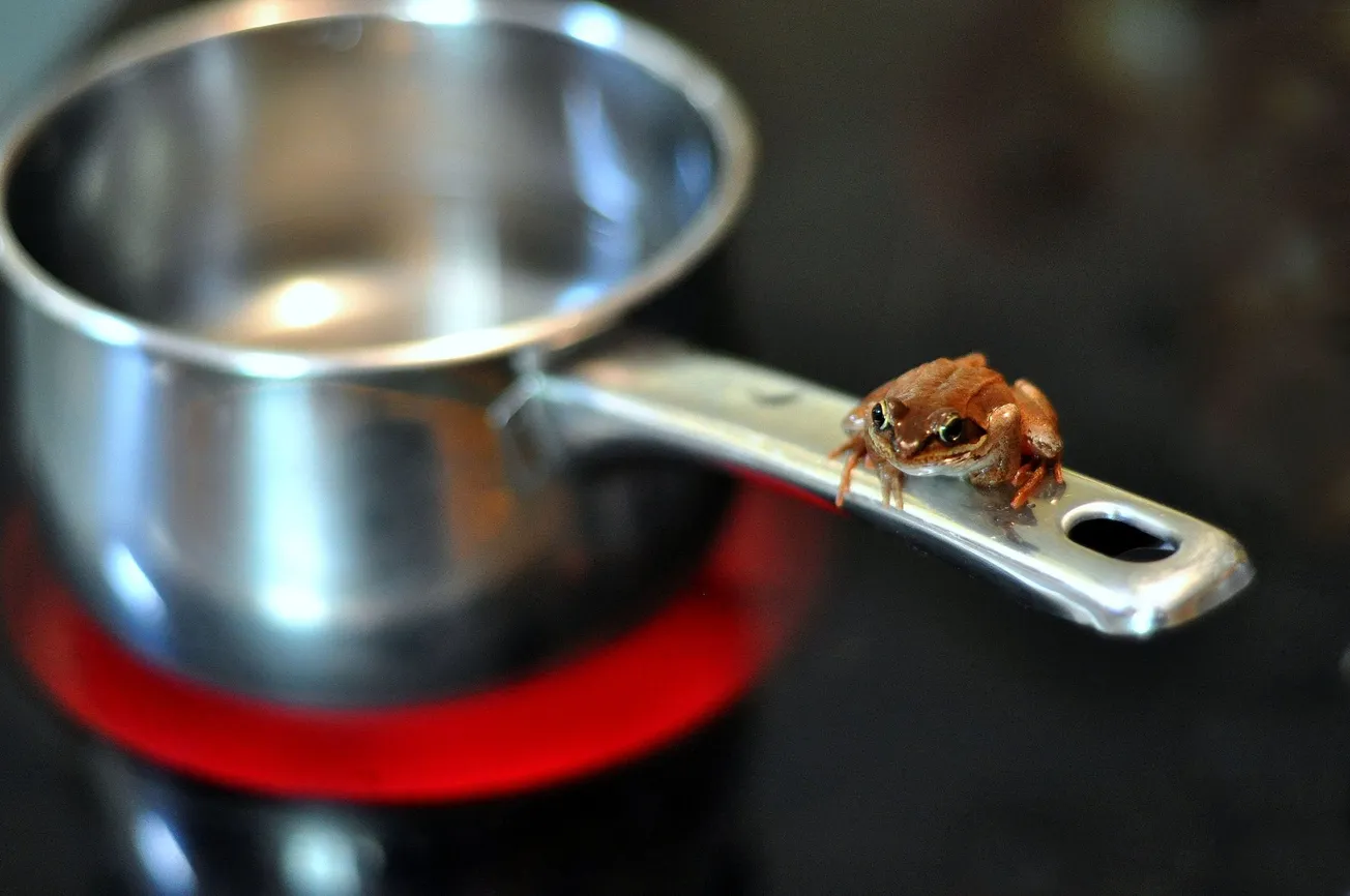 The Pot of Water Is on the Stove, the Frog Is in It and the Heat Is on