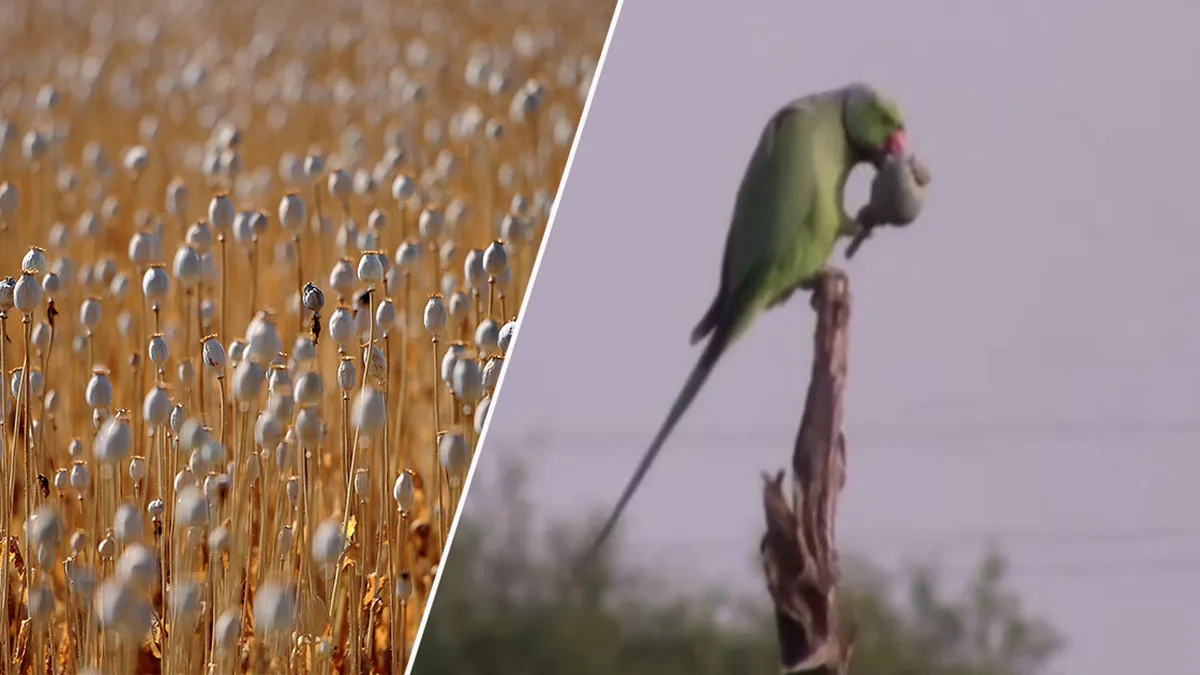 Junkie Parrots Raid India’s Poppy Farms