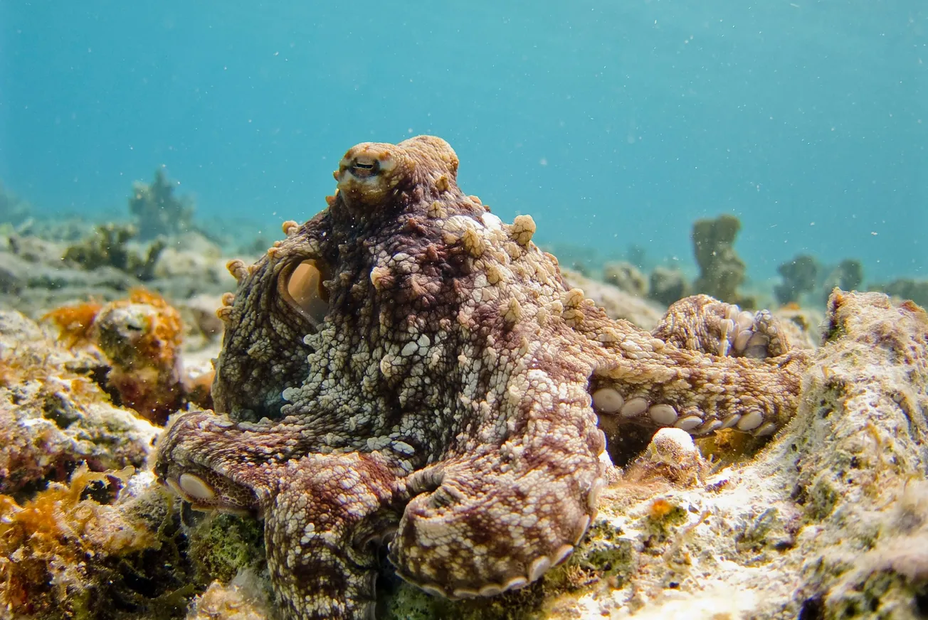 selective focus photography of octopus