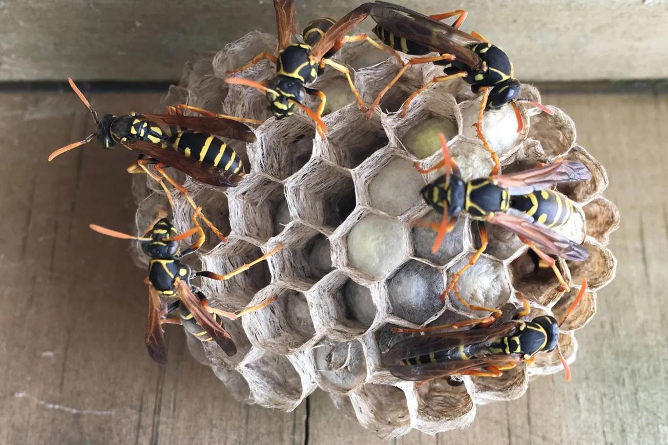 Wasps Are Smarter than You Think and Ecologically Important