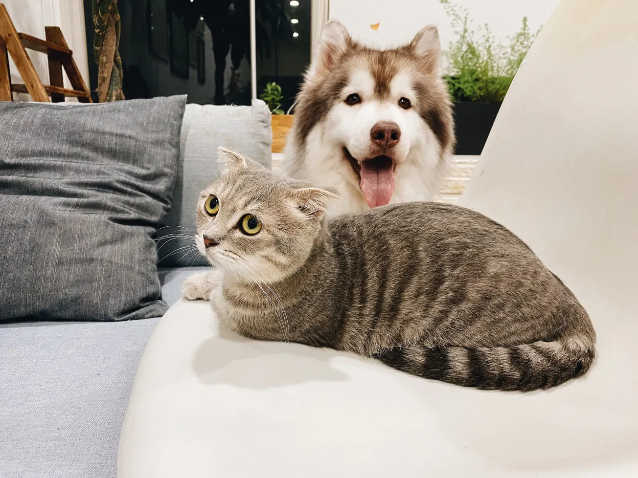 grey tabby cat beside short-coat brown and white dog