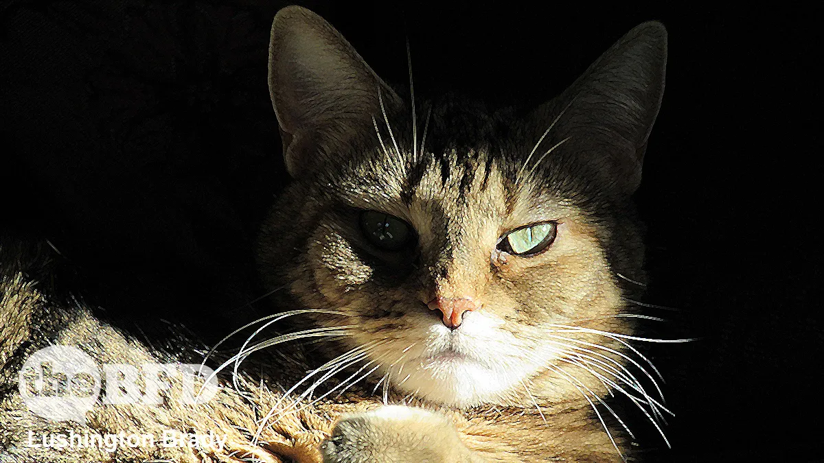 Cats Really Do Know Their Names