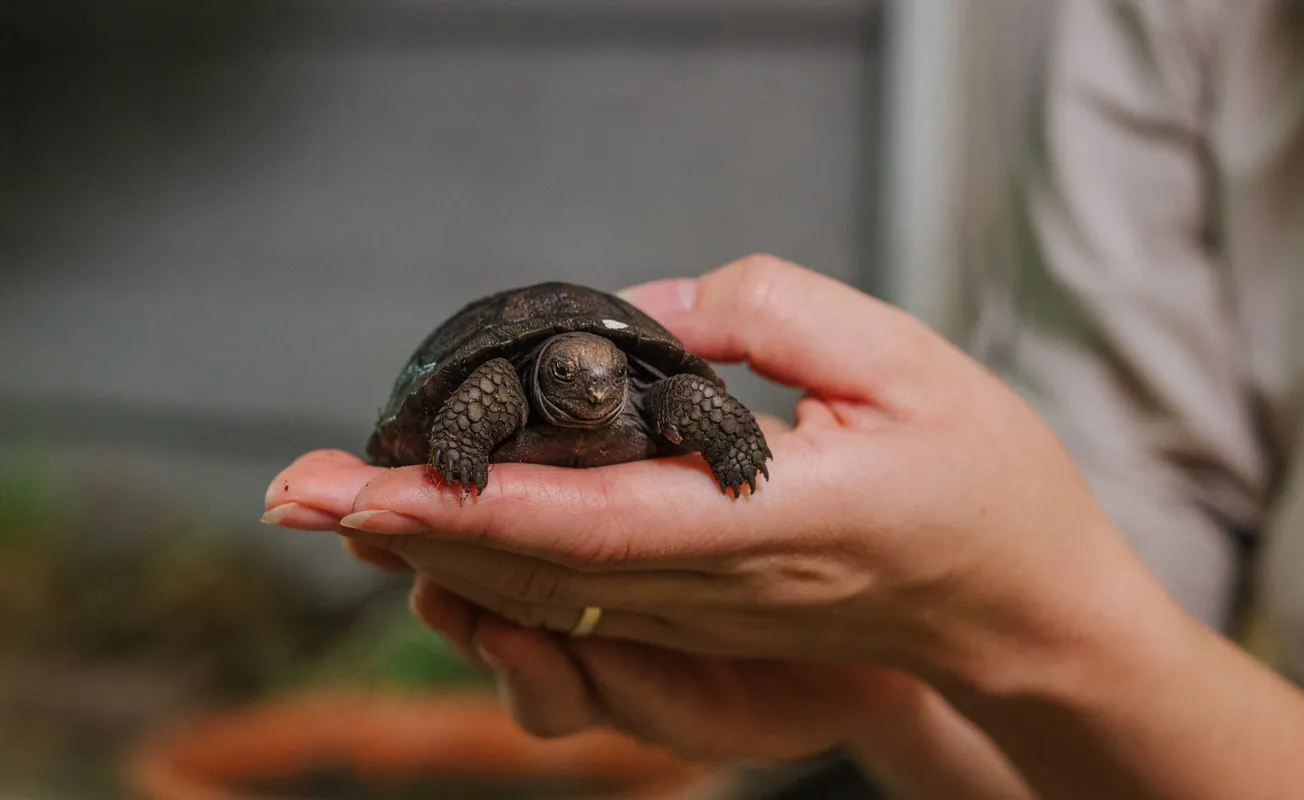 Good Things Take Time – Like Breeding Galápagos Tortoises