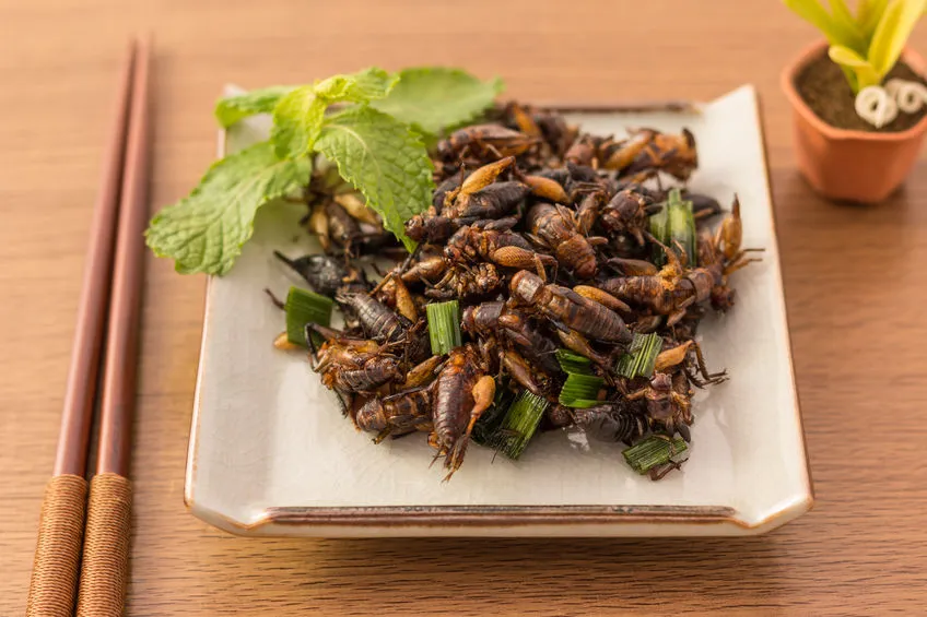 Is It Ethical to Recommend Eating Bugs?